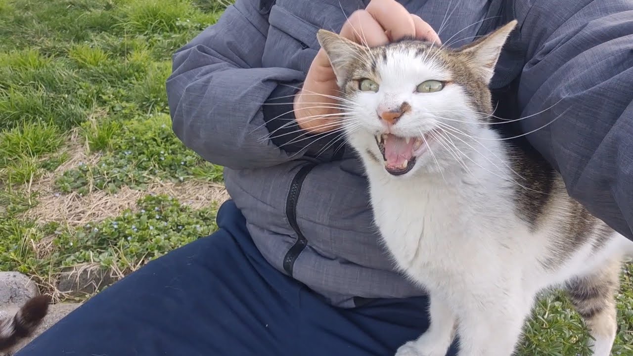 The cat that constantly meows for attention came to me this time with a friend.