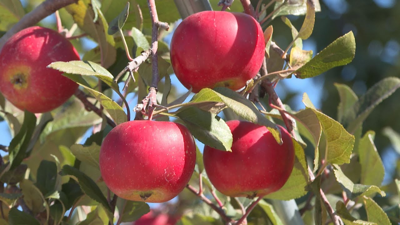 충남 예산 황토사과…2D 농법으로 부가가치 향상 / 연합뉴스TV (YonhapnewsTV)