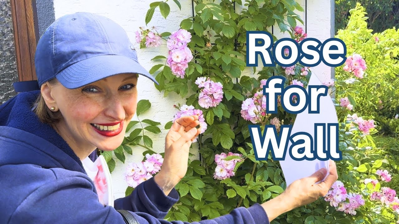 I Found the IDEAL Rose for My White Garden Wall 🌹🌹🌹