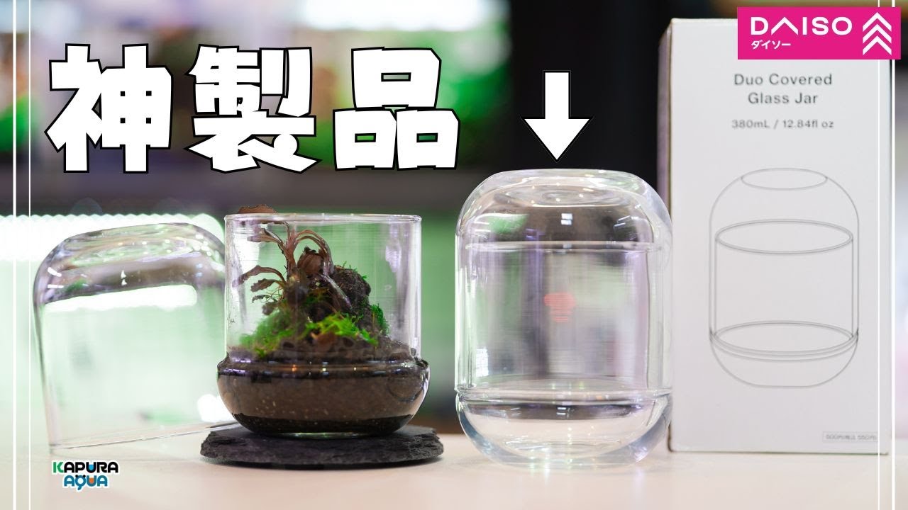 ダイソーが本気で作った観葉植物観賞用ガラス瓶という尖った園芸グッズ【アクアリウム】ブセファランドラ 苔テラリウム