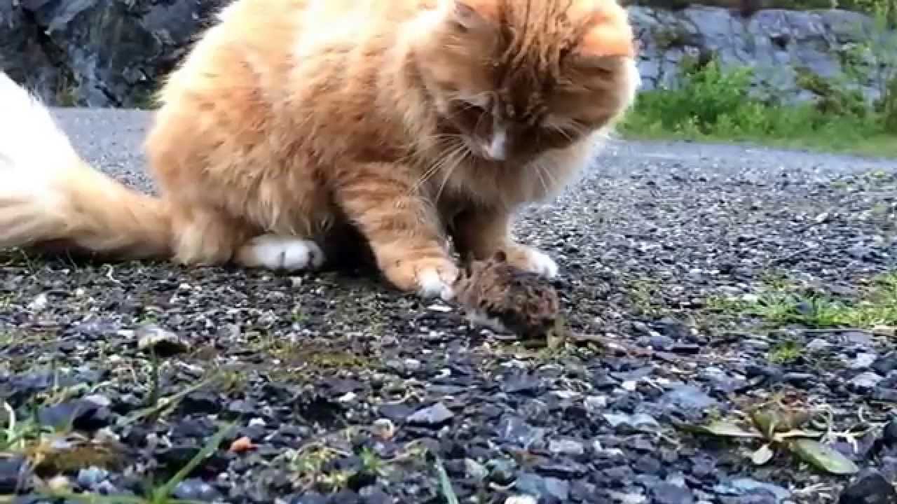 Cat catches mouse katt fanger mus ~ happy ending