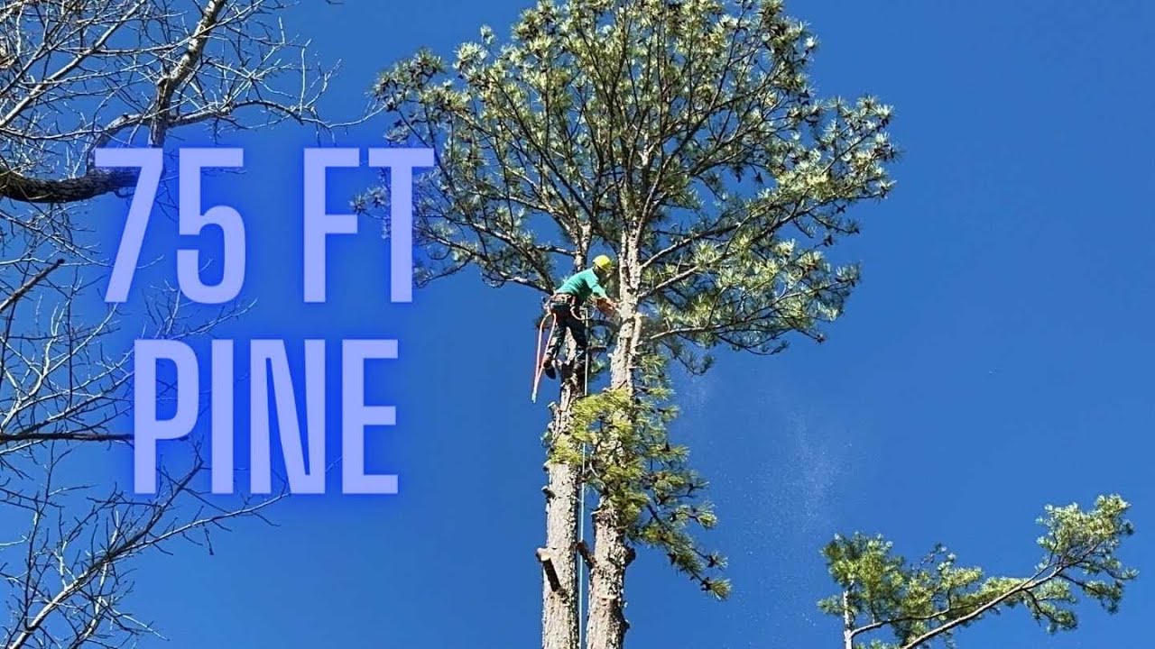 MONSTER 75 foot Pine Tree Removal Process | Start to Finish
