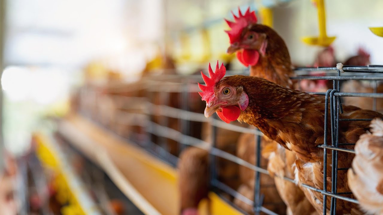 APG Expédition de 1000 poussins Goliath à Brazzaville (Congo)