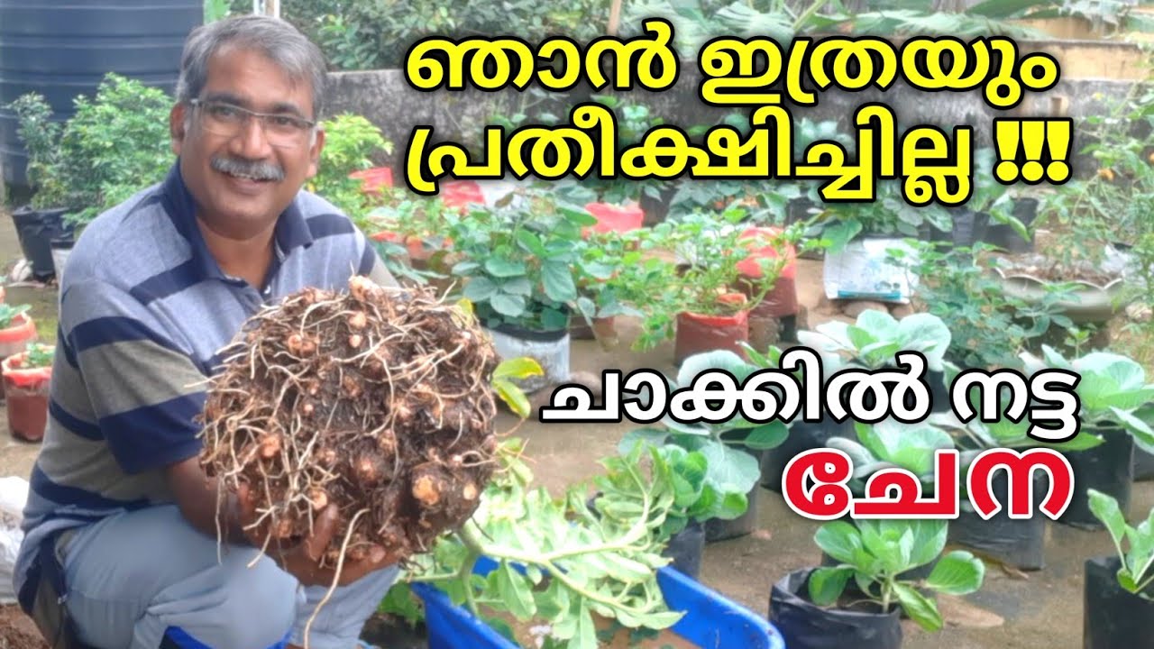 ചാക്കിലെ ചേന കൃഷി വിളവെടുപ്പ് |Chena Krishi Malayalam | How to grow Elephant Foot Yam at Home