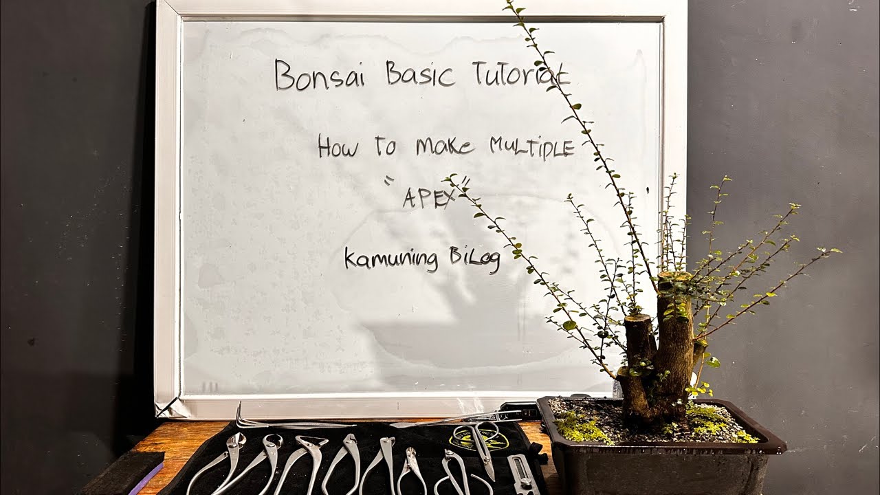 Art'Bonsai101
