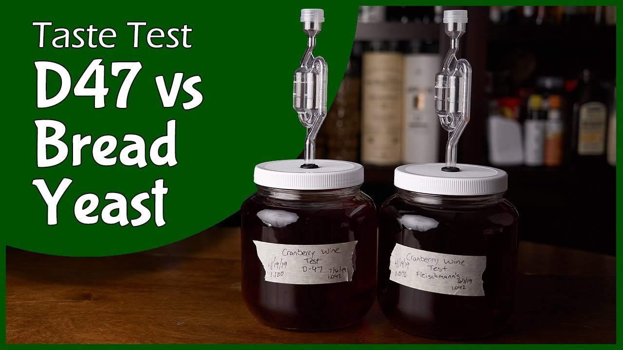 Bread Yeast vs D47 - Taste Test