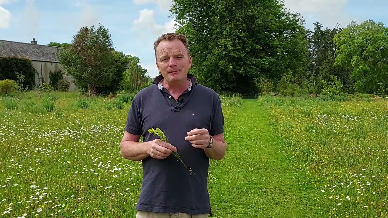 Meadows at Kilmacurragh, June and July 2021