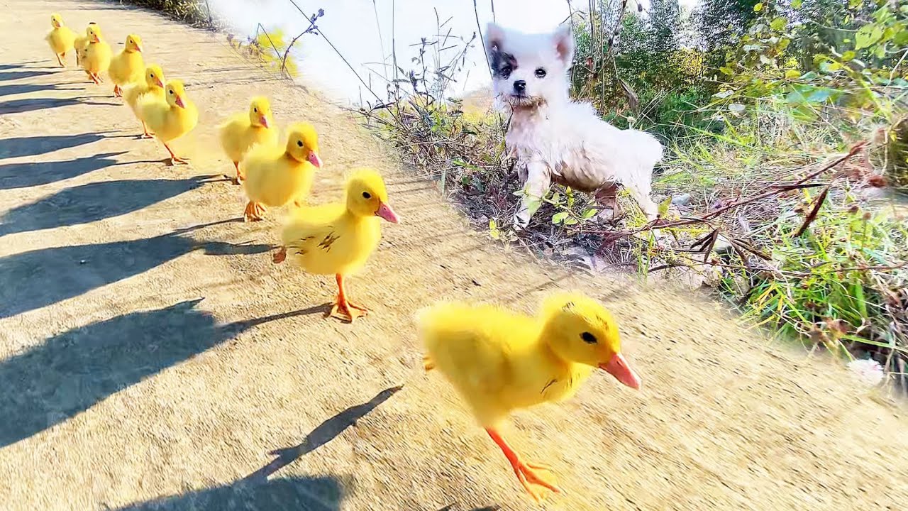 When a wild White dog becomes a mother duck... the puppy and duck are so cute!