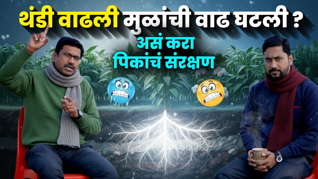थंडीचा सर्वात मोठा धोका – मुळं लॉक होतात! यावर उपाय | Root Development Tips | AgroStar