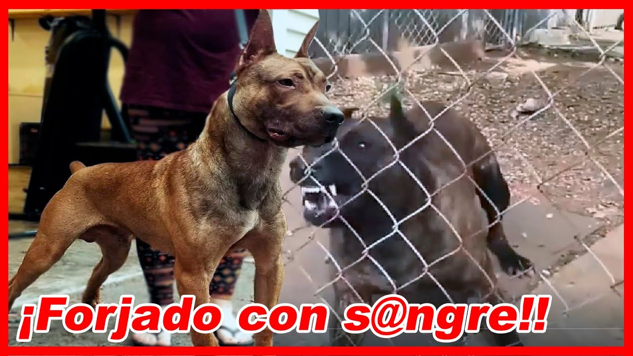 Conozca la VERDAD sobre el DONOVAN PINSCHER