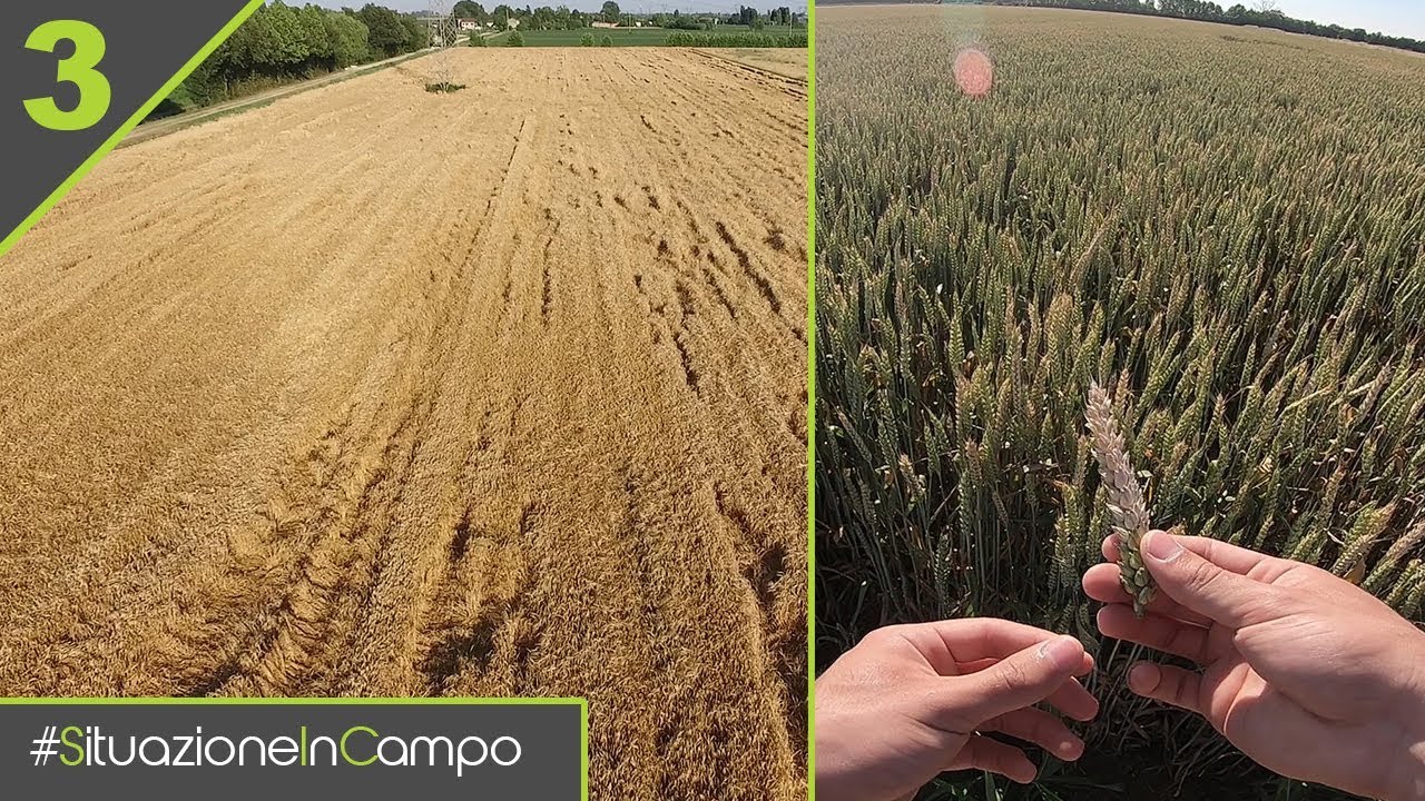 Situazione In Campo EP 3 - LA FASE DI MATURAZIONE, FRA POCO SI TREBBIA!