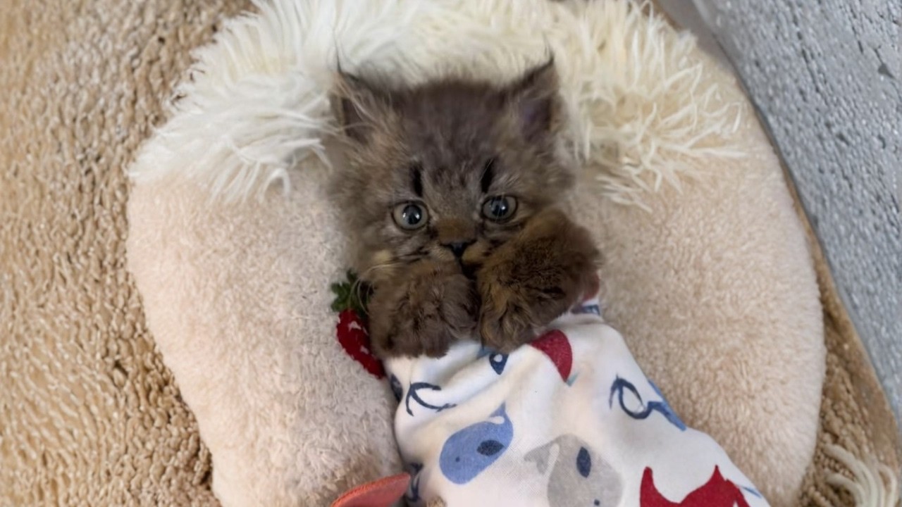 Il meglio di gatti divertenti in un’unica compilation