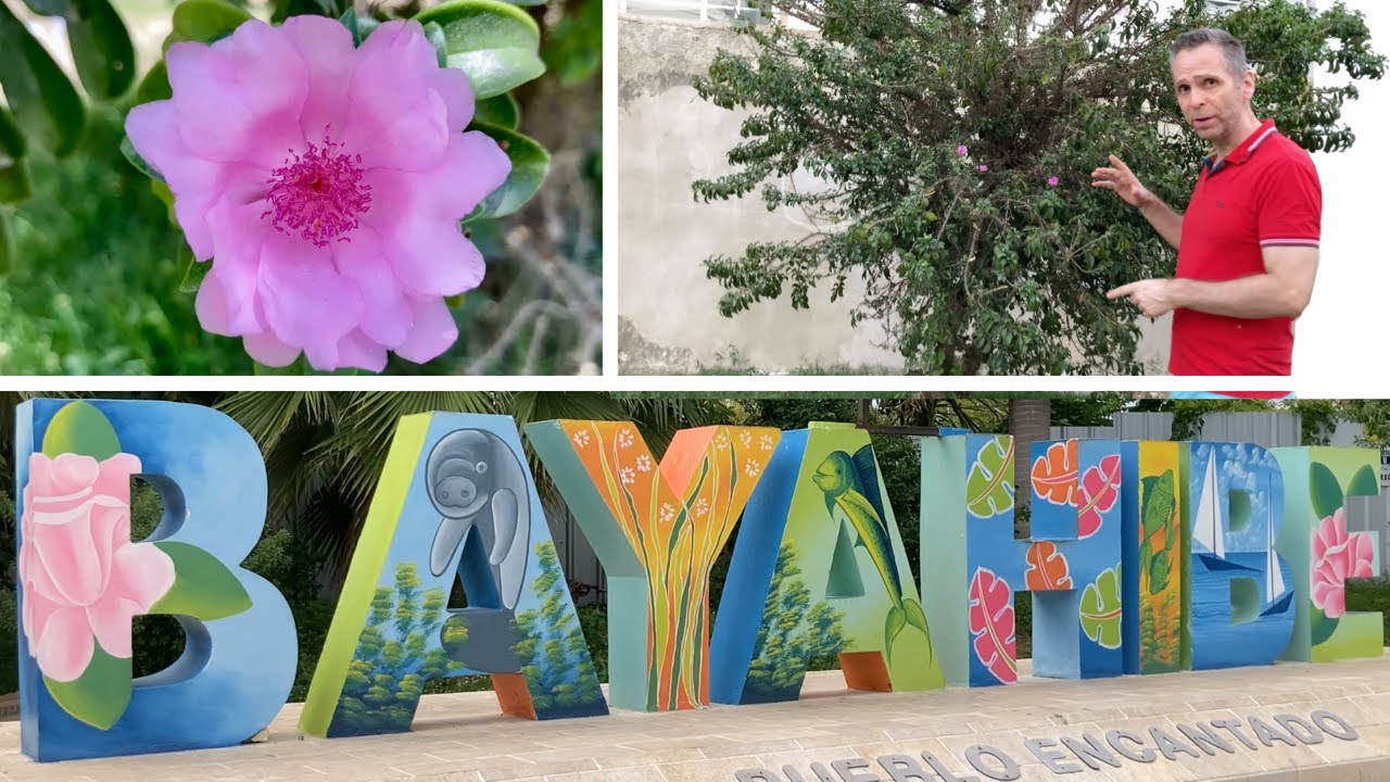 Bayahibe Rose: Ultimate Guide to Dominican Republic’s national flower Rosa de Bayahibe