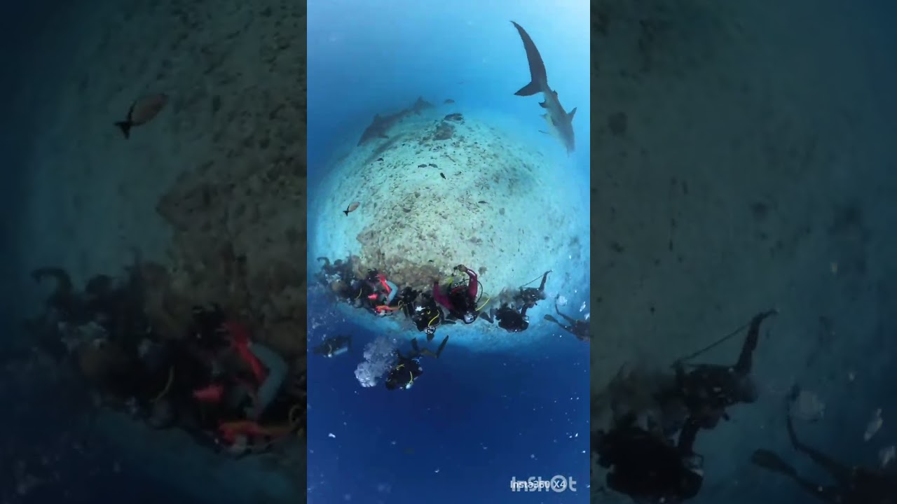 Part 6 ; Fuvamullah Tiger Shark insta x4 view - Maldives
