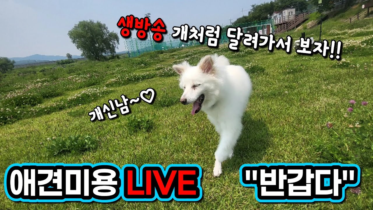 신통/비숑 엉킴털에 정답이 있나??