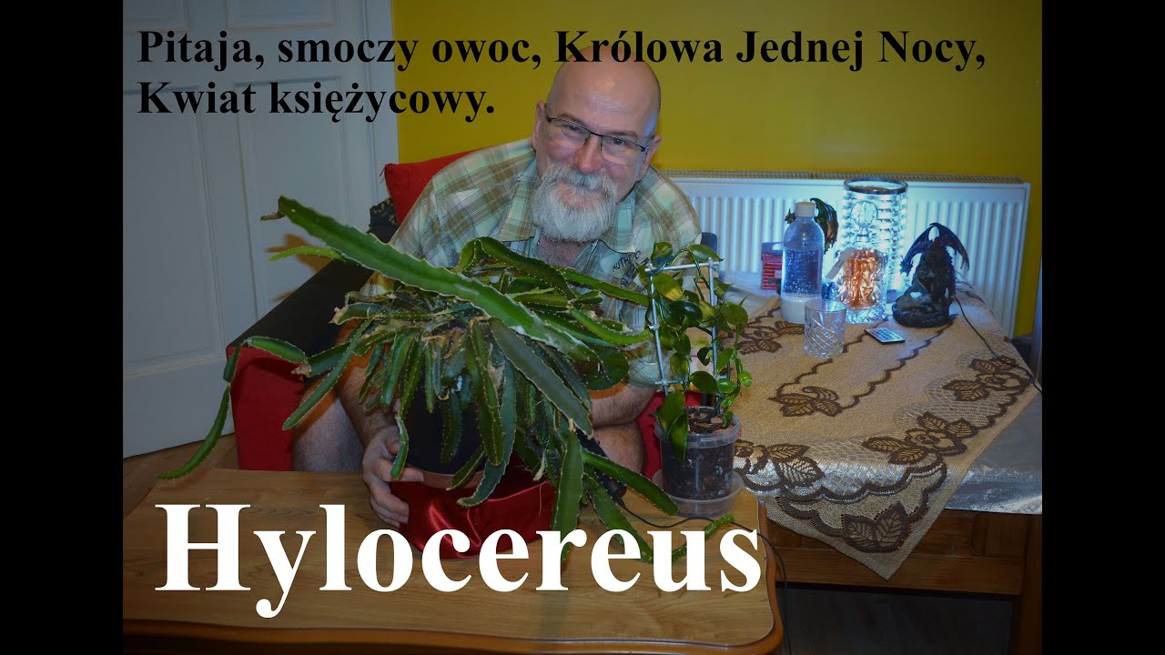 Hylocereus bardziej znany pod nazwą Pitaja lub smoczy owoc.