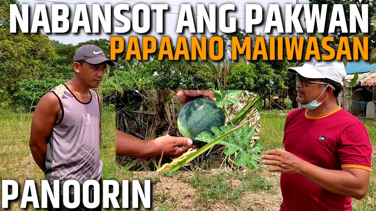 PAANO MAKATIYAK NA HINDI MABABANSOT ANG TANIM NA PAKWAN - PAANO PADAMIHIN AT PALAKIHIN ANG BUNGA
