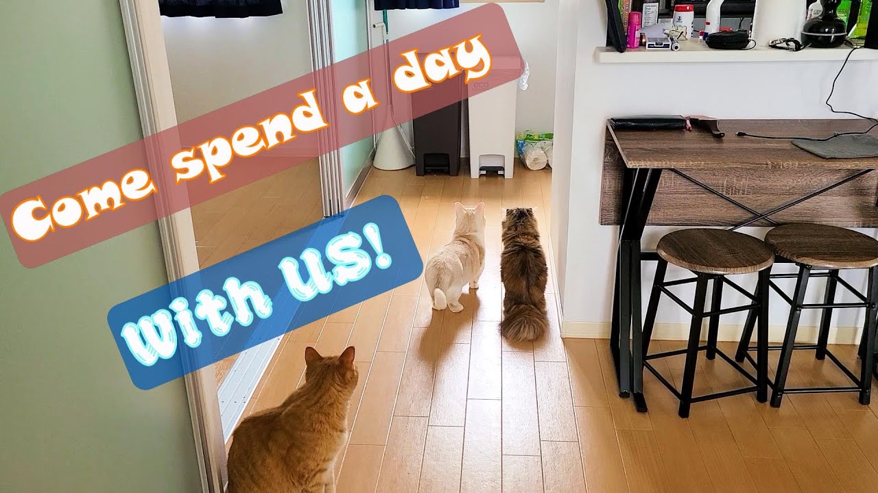Daily Life in Japan: A Weekend at Home with Cats