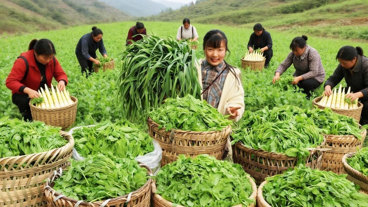 挑战卖整整200斤豌豆尖！8位老人一背篓一背篓从山上背下来，3元一斤卖的贵不贵？【燕麦行游】