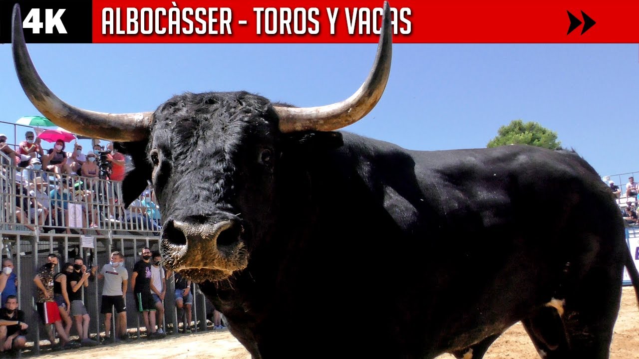 TRES TOROS y VACAS EN ALBOCÀSSER (Guardiola Fantoni, Yerbabuena y Torres Gallego) Rua VS Bellés ▪ 4K