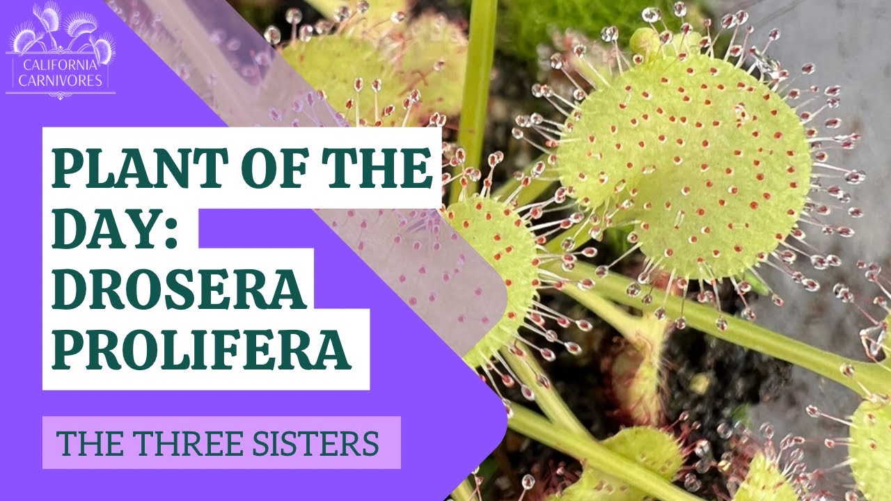 Plant of the Day: Drosera prolifera