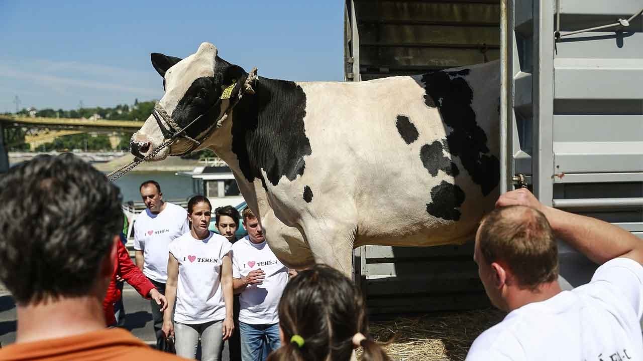 Hungary's biggest dairy producer eyes big profits in China's milk market