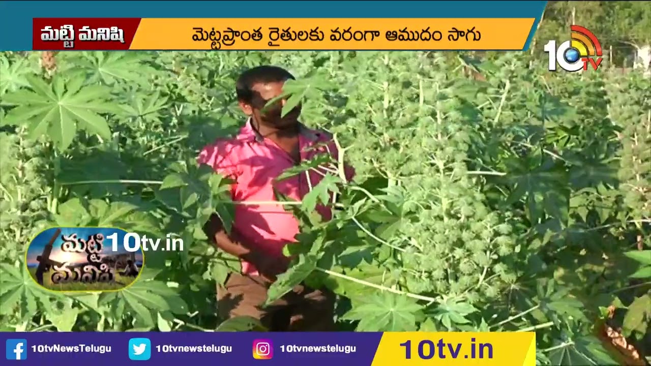 అధిక దిగుబడినిచ్చే ఆముదం రకాలు | High Yielding Castor Varieties | Matti Manishi | 10TV