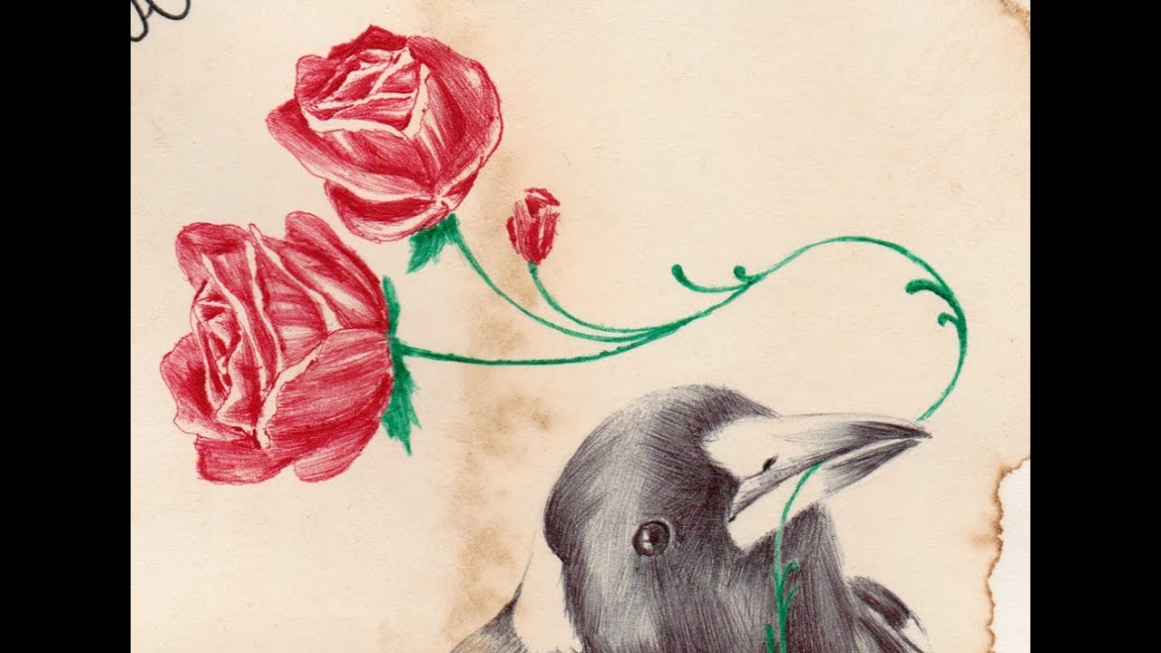 A Magpie Carrying Roses drawn by Paul Alexander Thornton.