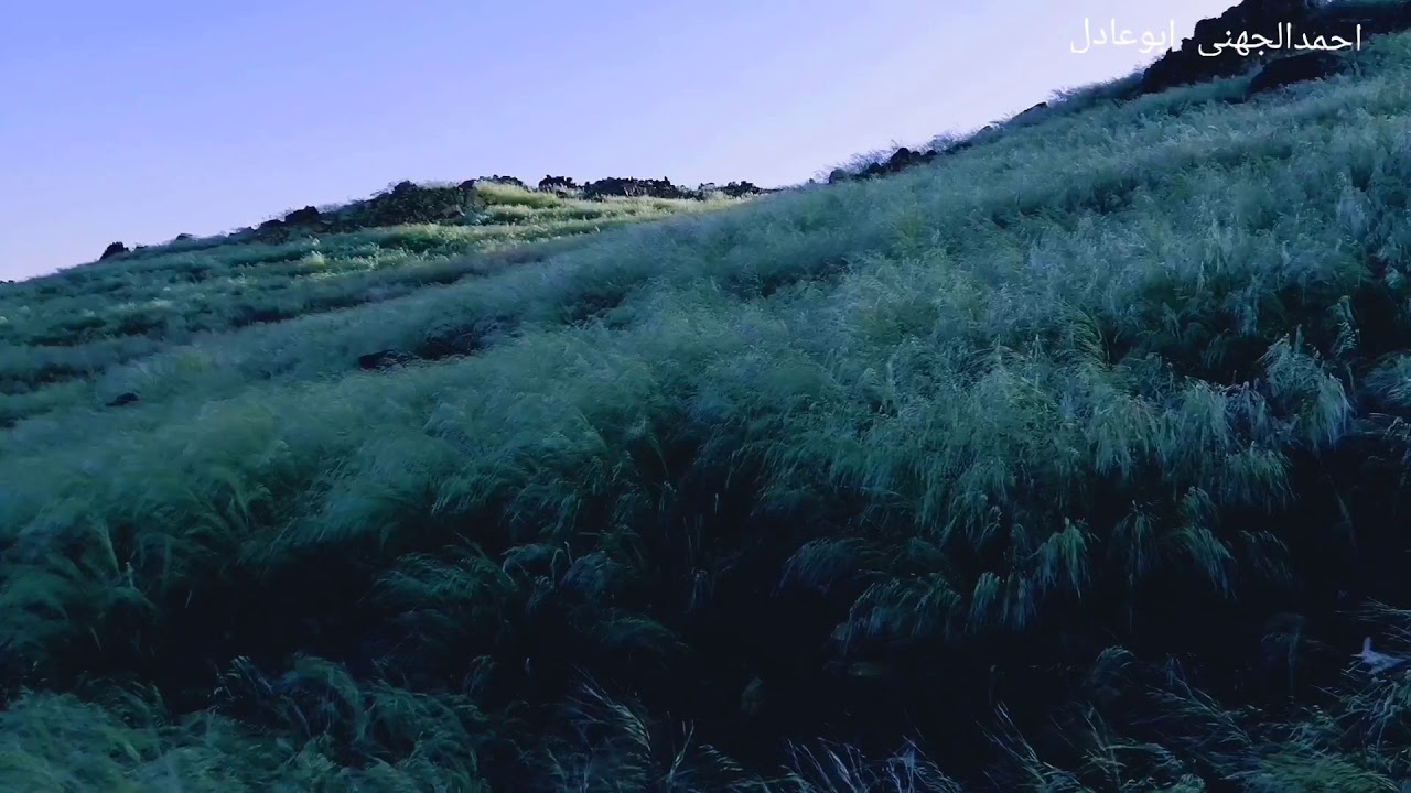 ربيع ينبع ابوقرن شرق ينبع النخل الخميس  1440/5/17