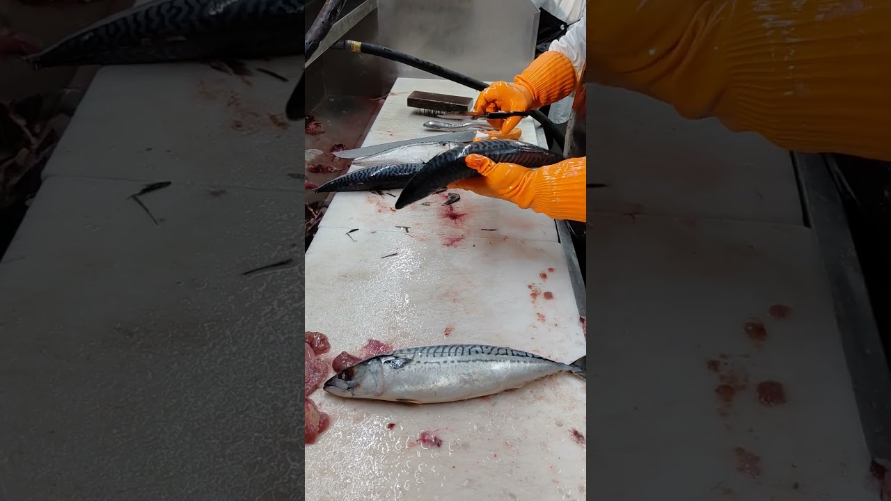 Norway mackerel just clean for customer