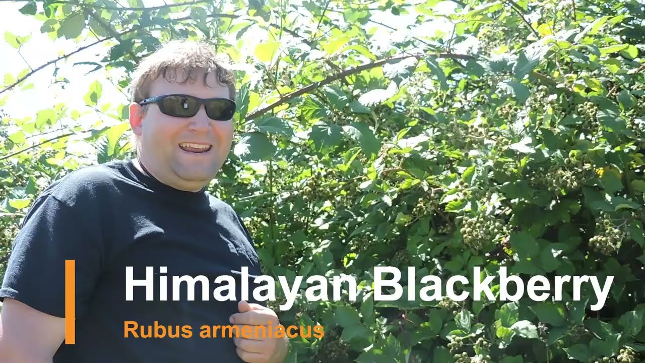 Plant Speed Dating - Himalayan Blackberry (Rubus armeniacus)
