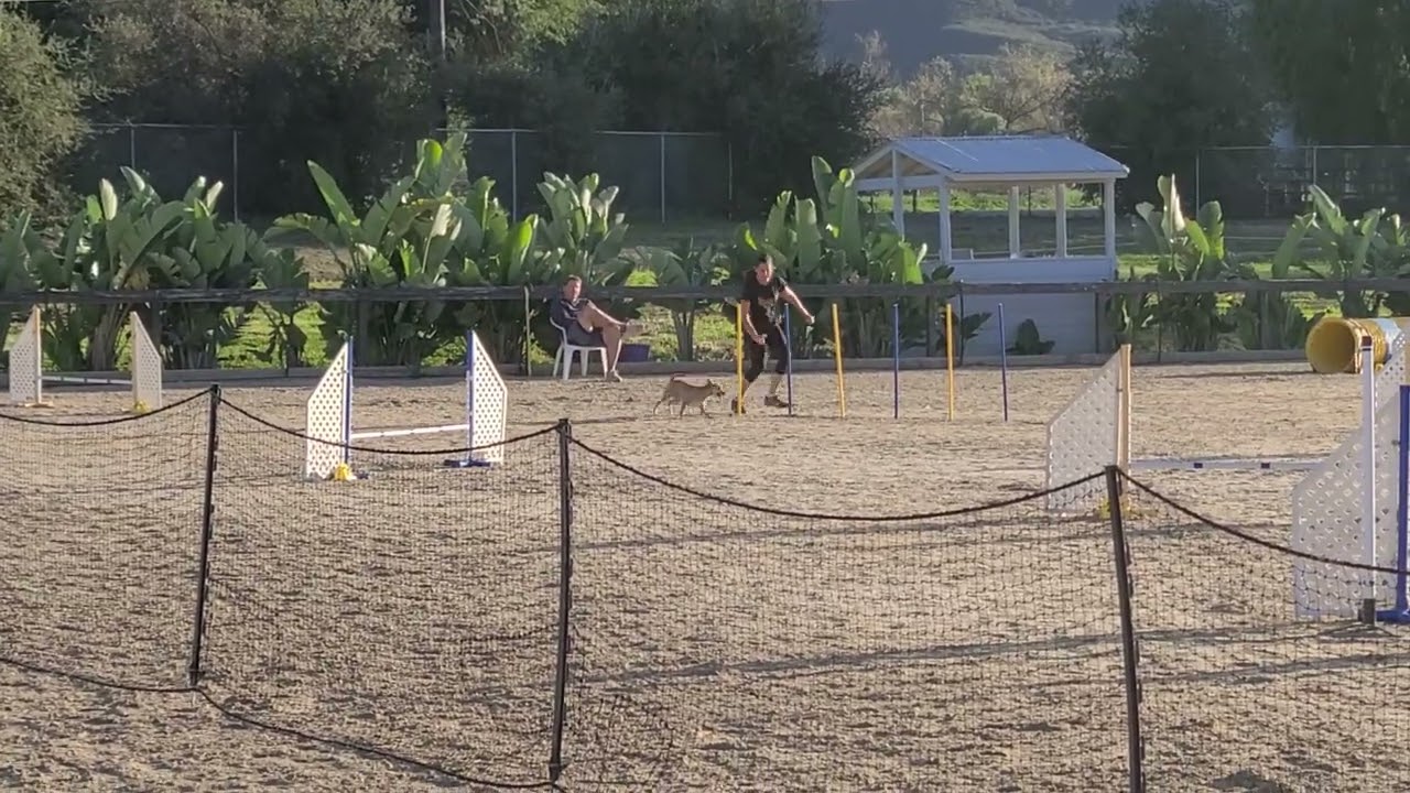 Phillip Novice Jumpers 1/17/2026 at Galway Downs