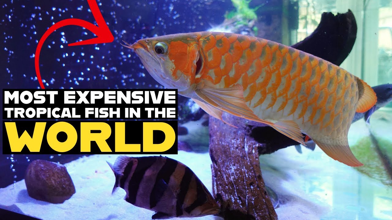 MY EXPERIENCE WITH ASIAN AROWANA | FILMING IN THAILAND