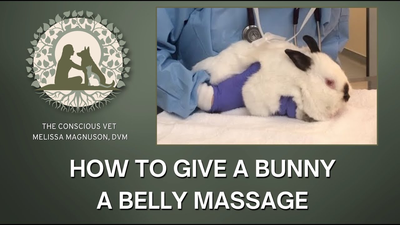 How to Give a Bunny a Belly Massage