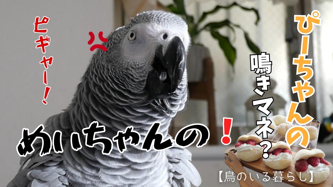 【激おこ】春のいちごパンに興味津々なヨウムと自分の！と言い張るインコ【鳥のいる暮らし】