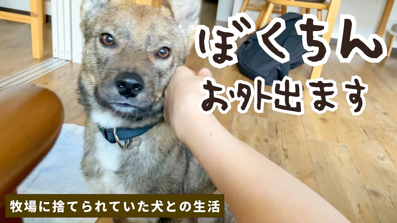 近々チャーリーとお外に行くことになったので作戦を立てます
