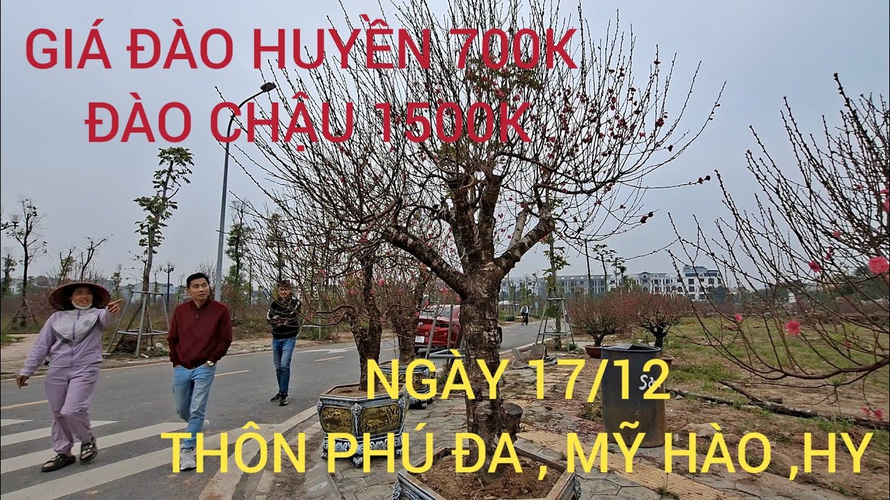 GIÁ ĐÀO CHỢ TẾT NGÀY 17/12 ÂM 2026 ĐÀO HUYỀN 700K , CHẬU ĐÀO 1,500K THÔN PHÚ ĐA 
