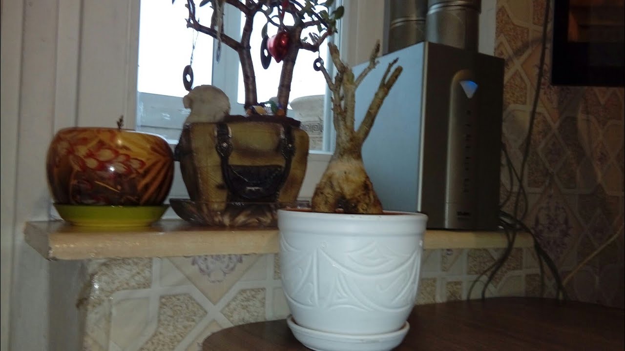 Адениум Спасение Каудекса