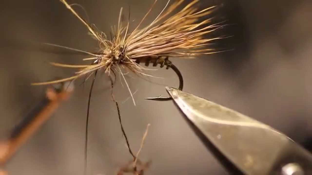 sedge chevreuil
