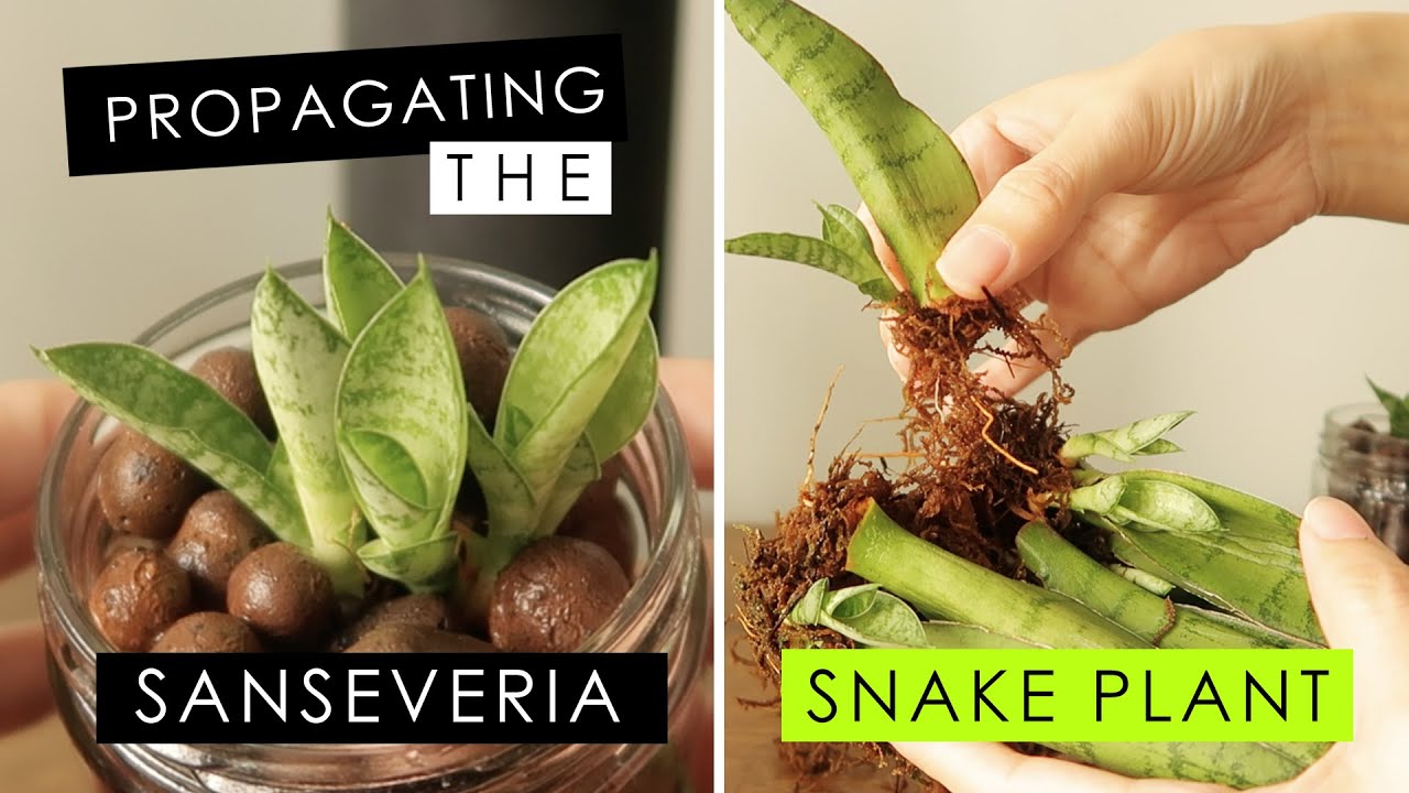 SANSEVIERIA - GROWING & PROPAGATION!