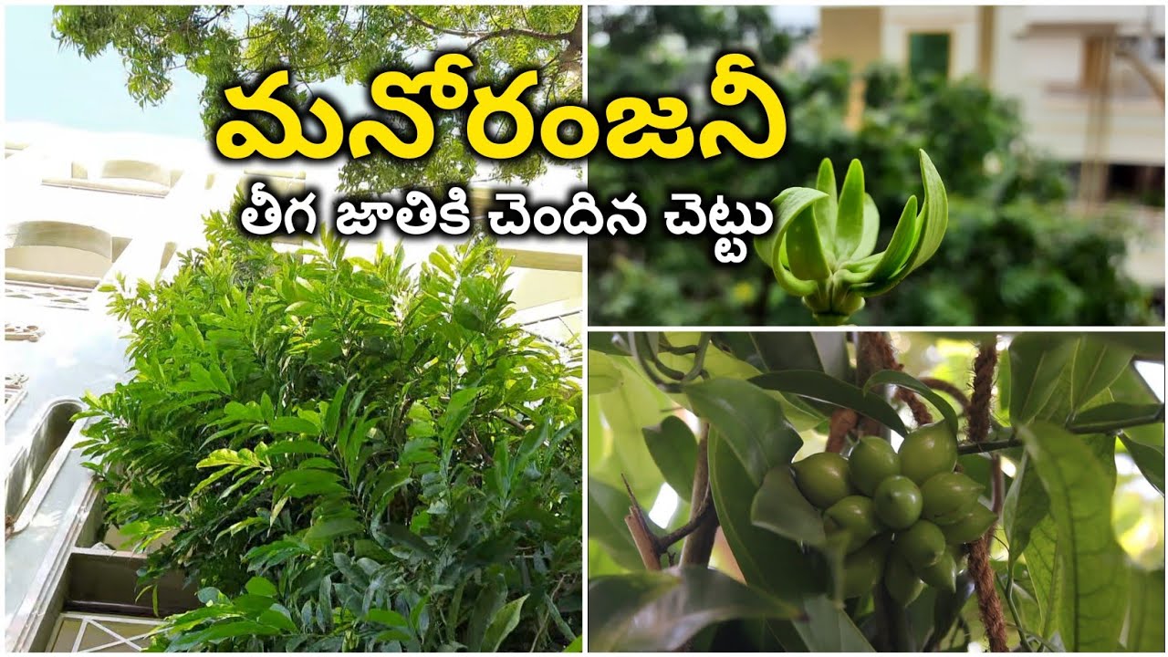 మనోరంజనీ Flower || Creeper plant || Ylang ylang vine|| Manoranjitham