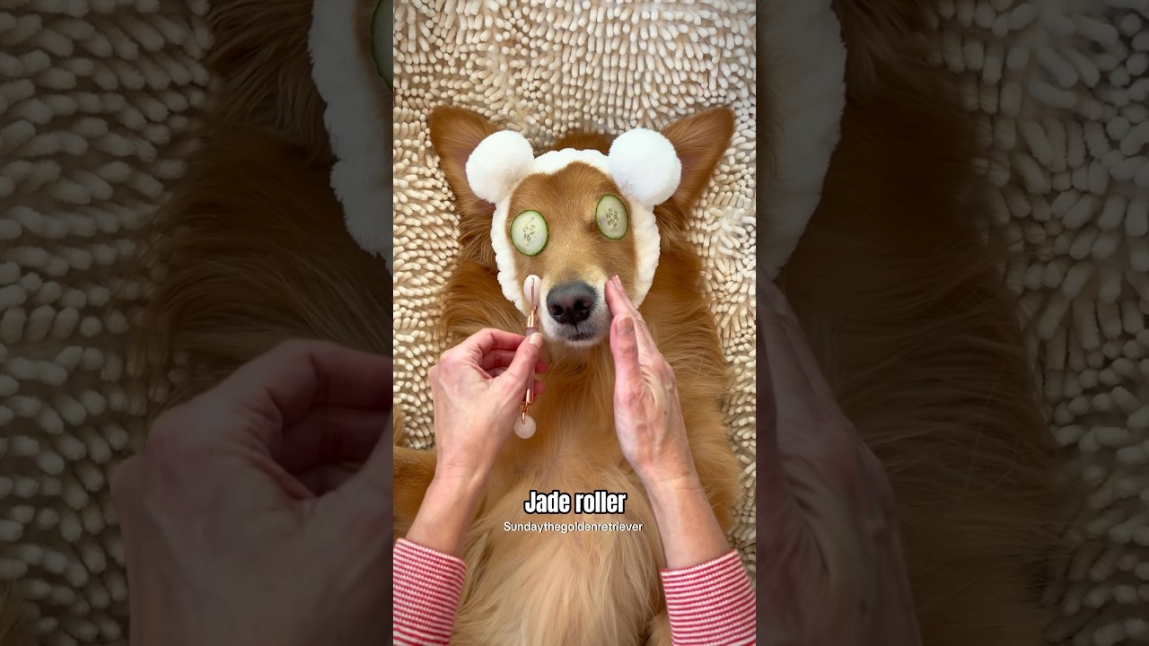 SPA DAY ASMR - Watch my dog relax! #dog #goldenretriever #cute #asmr