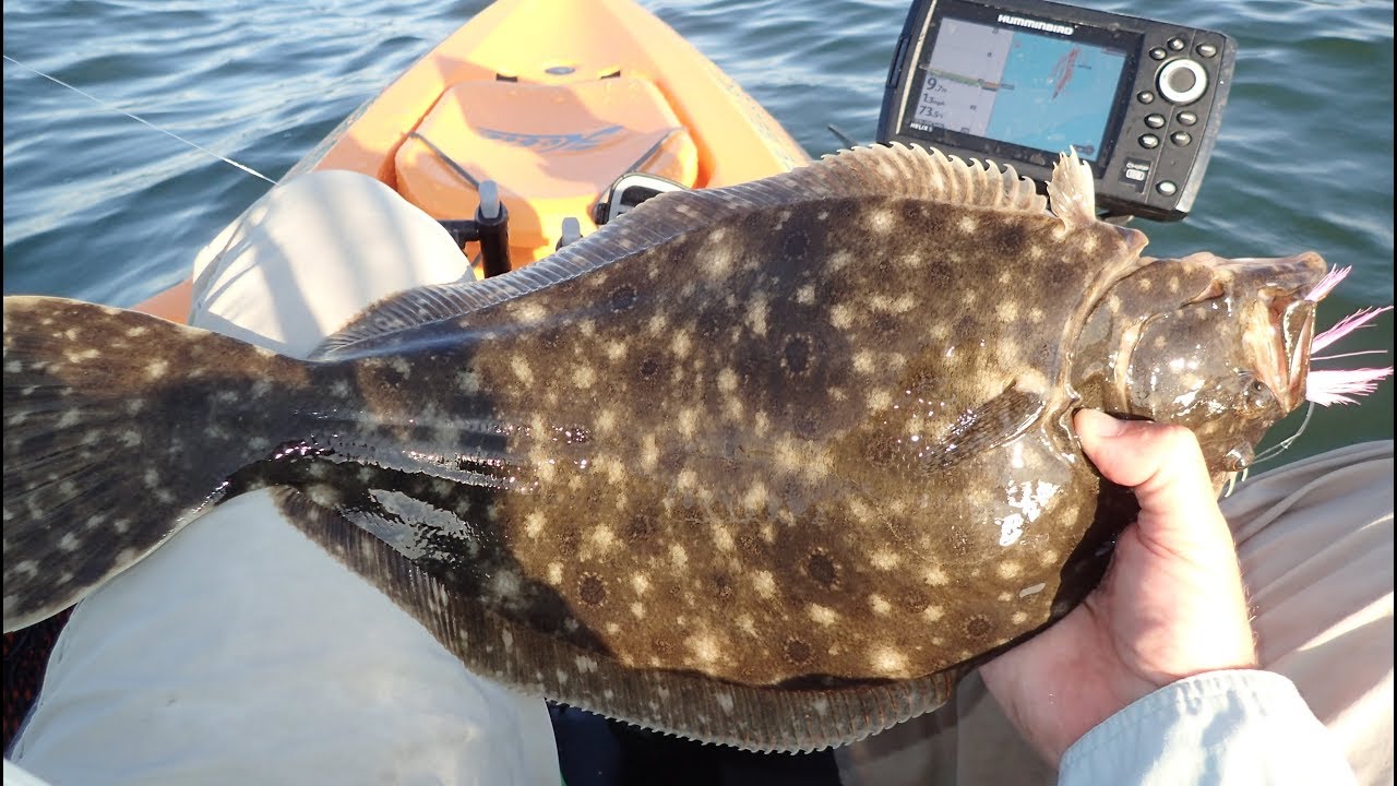 Excellent Shallow Bay Fluke (Summer Flounder) Fishing!