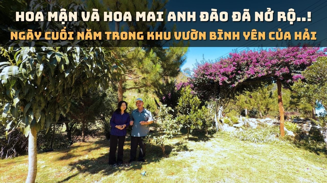 Hoa Mận Và Hoa Mai Anh Đào đã nở rộ - Ngày cuối năm trong khu vườn binh yên của Hải