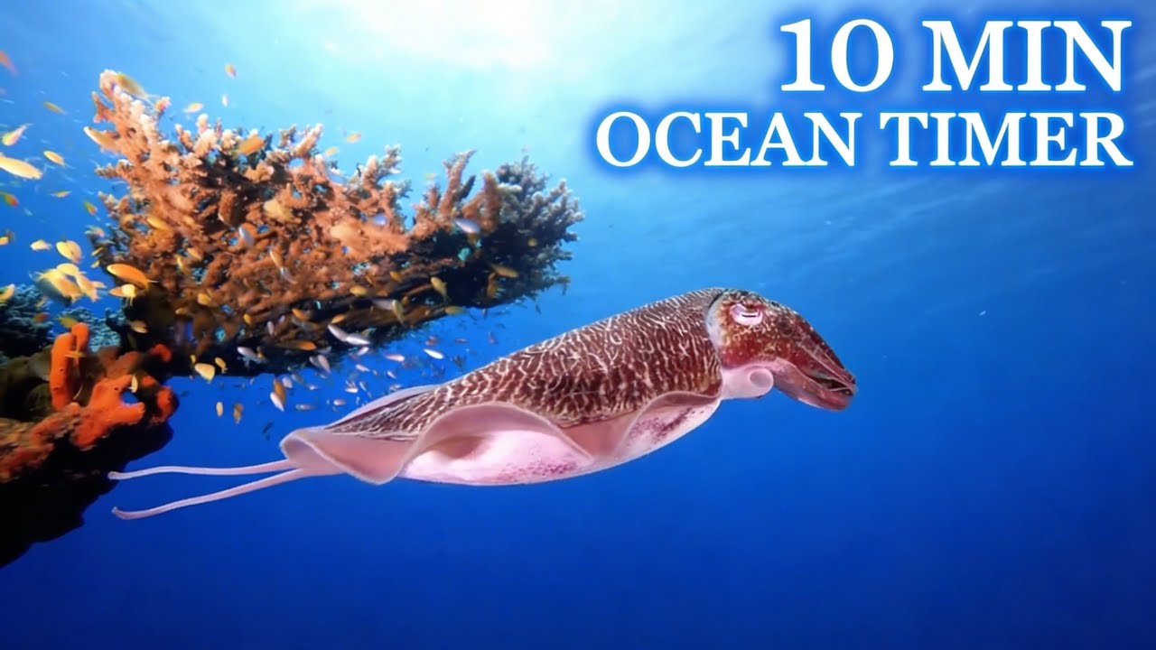 10 Minutes of Deep Relaxation Meditation 🌊 Calm Your Mind, Release Stress & Anxiety
