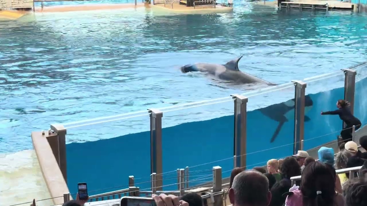 Orca Encounter!! 