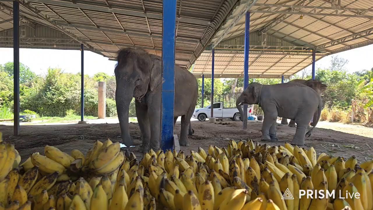 กล้วย♥️ ป้อนช้าง✌️🐘Elephant  story สามสาวดาวซิ่ง10/2/2569