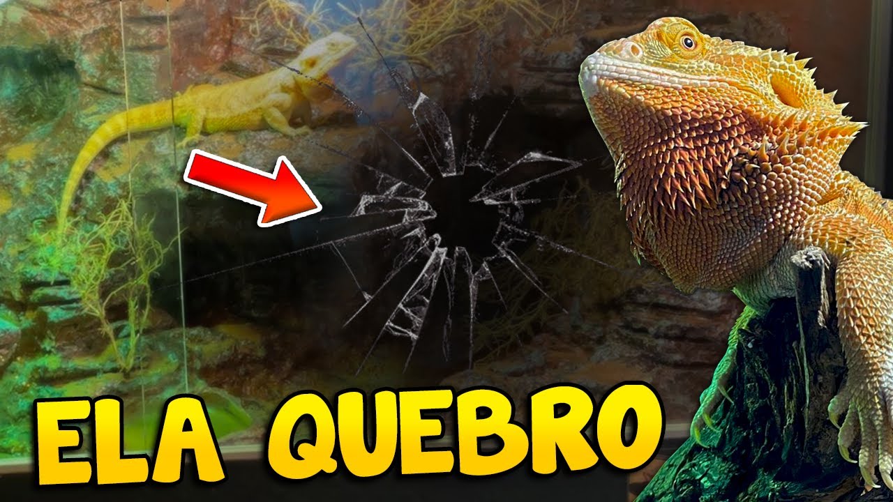 Meu Dragão Barbudo QUEBROU o terrário novo