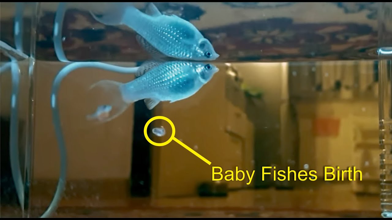 Molly Fish Giving Birth caught on Camera | KABEER MEDIA