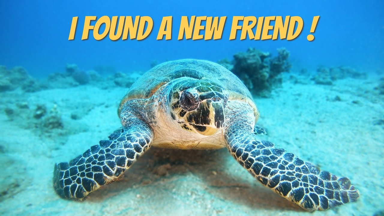 Diving with sea turtle | צלילה עם צב ים באילת